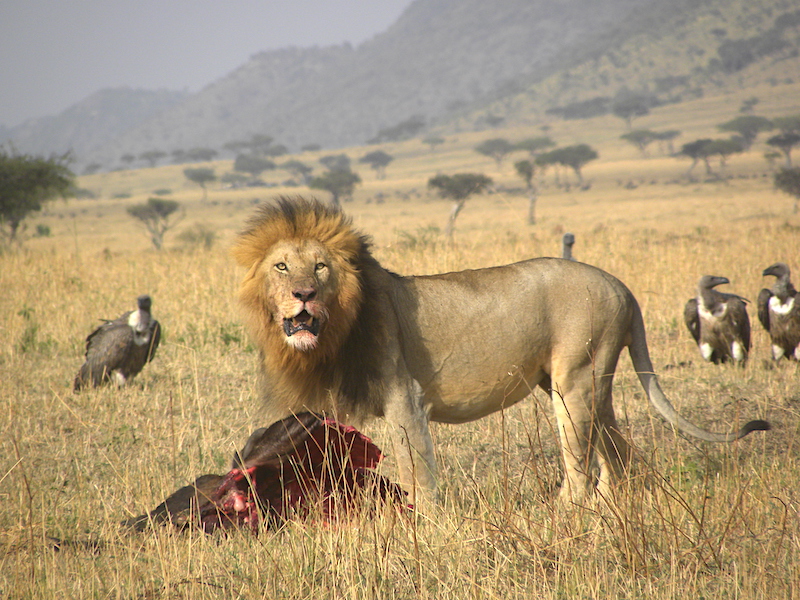 African lion, Kenya